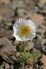 Papaver mcconnellii