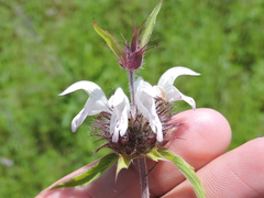 Monarda clinopodioides
