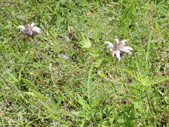 Monarda clinopodioides