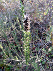 Aspalathus cephalotes