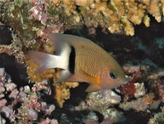 Plectroglyphidodon dickii