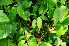 Deeringia polysperma