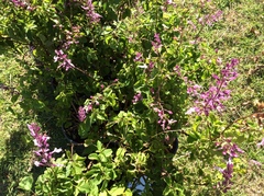 Ocimum labiatum