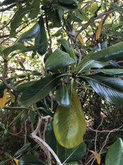 Casasia clusiifolia image