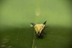Micrathena triangularispinosa