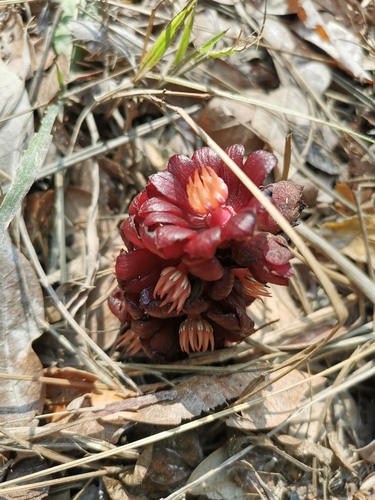 Bdallophytum americanum (Bdallophytum americanum)