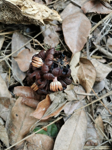 Bdallophytum americanum, photograph 4
