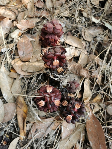 Bdallophytum americanum, photograph 6