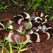 California King Snake - Photo (c) Yinan Li, some rights reserved (CC BY-NC), uploaded by Yinan Li