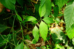 Deeringia polysperma