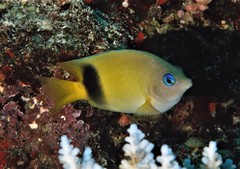 Plectroglyphidodon johnstonianus