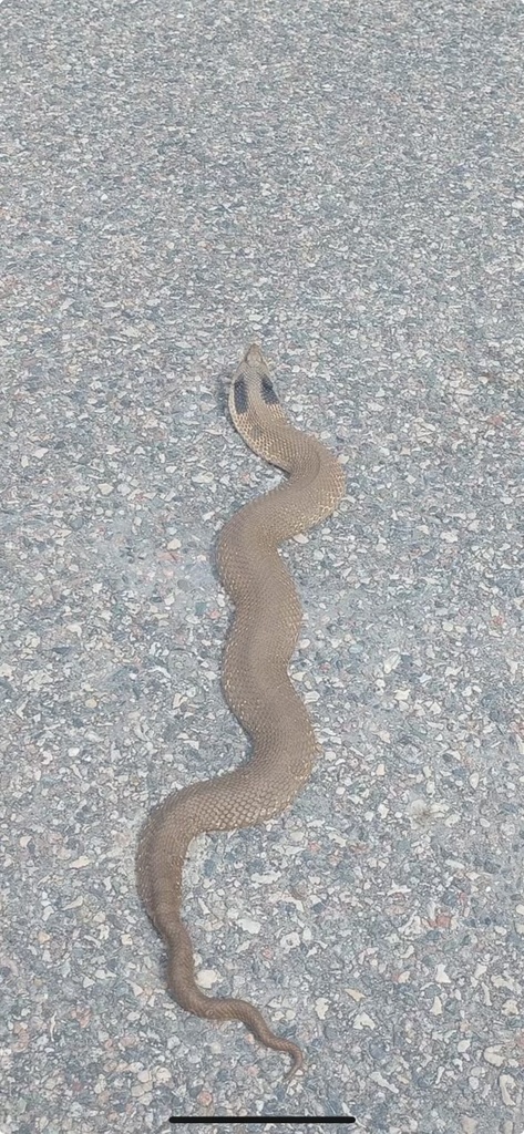 Eastern Hognose Snake from First Ave, Crivitz, WI, US on April 23, 2024 ...