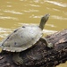 Sabine Map Turtle - Photo (c) diomedea_exulans_li, some rights reserved (CC BY-NC)