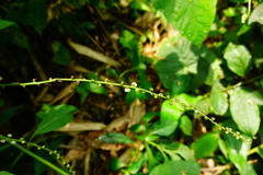 Deeringia polysperma