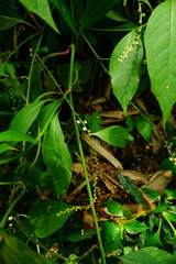 Deeringia polysperma