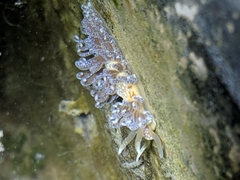 Spurilla braziliana