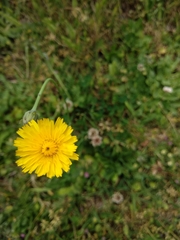 Cichorieae