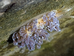 Spurilla braziliana