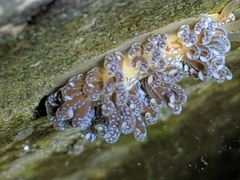 Spurilla braziliana