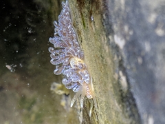 Spurilla braziliana