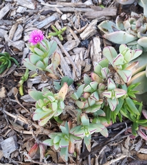 Oscularia caulescens