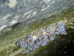 Spurilla braziliana