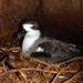 Hawaiian Petrel - Photo (c) Oscar Johnson, some rights reserved (CC BY-NC-ND)