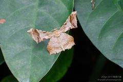 Krananda oliveomarginata