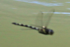 Macromia