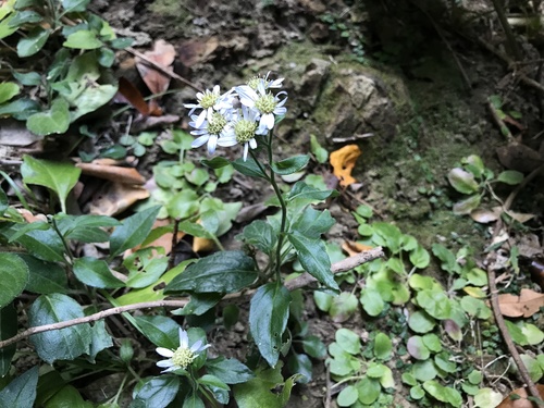 Aster koshikiensis iNat (3)
