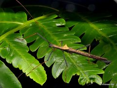 Pseudophasma bispinosum