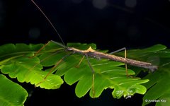 Pseudophasma bispinosum