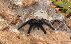 Avicularia purpurea
