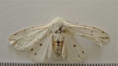 Spilosoma dubia