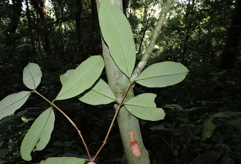 Eugenia pruinosa