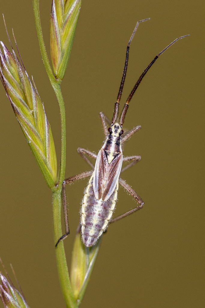 Leptopterna amoena
