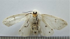 Spilosoma dubia