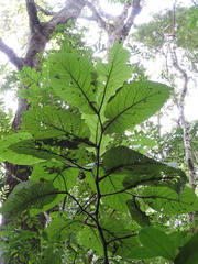 Piper cernuum