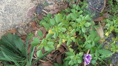 Acalypha indica indica