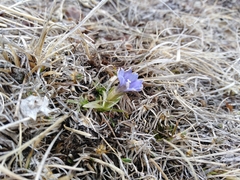 Gentiana dshimilensis
