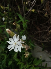 Silene latifolia