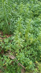 Acalypha indica indica