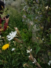 Silene latifolia