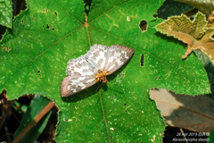 Abraximorpha davidii