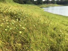 Grangea maderaspatana