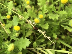 Grangea maderaspatana