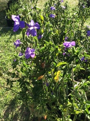 Barleria obtusa