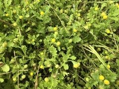 Grangea maderaspatana