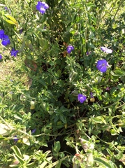 Barleria obtusa