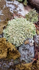 Cladonia strepsilis
